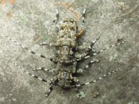 Aegomorphus clavipes