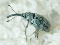 Squamapion elongatum