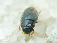 Scymniscus horioni