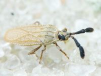 Copium teucrii