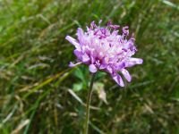 Knautia arvensis