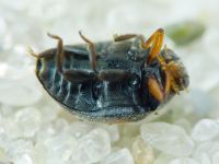 Scymnus apetzi