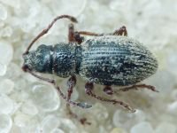 Ptochus porcellus