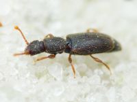 Monotoma brevicollis