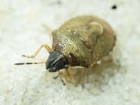 Rubiconia intermedia