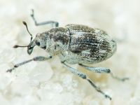 Rhinoncus albicinctus