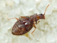 Stephostethus angusticollis