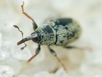 Sibinia (Sibinia) subelliptica