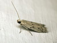 Homoeosoma nebulella