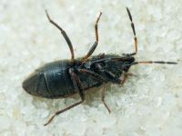 Megalonotus chiragra