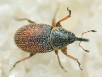 Mecinus plantaginis
