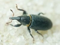 Mecinus collaris