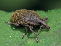 Larinus turbinatus