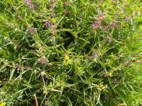 Phlomis pungens