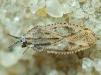 Tingis (Tingis) grisea