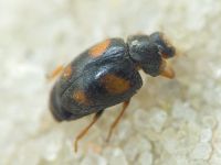 Scymnus frontalis