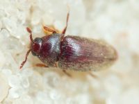Aulonothroscus brevicollis