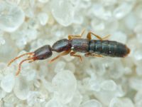 Staphylinidae