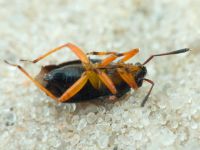 Capsus ater