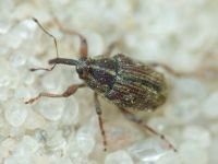 Ceutorhynchinae