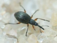 Apioninae