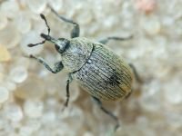 Cleopomiarus