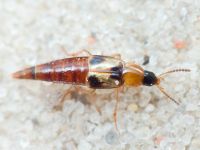 Lordithon trinotatus