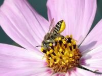 Megachile willughbiella