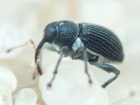 Archarius (Archarius) pyrrhoceras