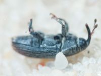 Mecinus pyraster