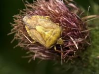 Carpocoris purpureipennis