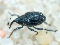 Curculionidae