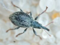 Trichopterapion holosericeum