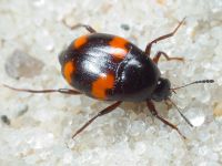 Scaphidium quadrimaculatum