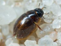 Anacaena