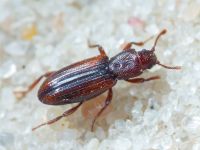 Bothrideres bipunctatus