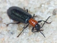 Tillus elongatus