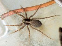 Pardosa