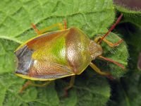Piezodorus lituratus