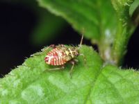 Rhabdomiris striatellus