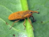 Lixus (Dilixellus) bardanae