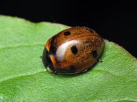 Coccinella septempunctata