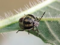 Piezodorus lituratus