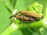 Lixus (Eulixus) iridis
