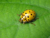 Psyllobora (Thea) vigintiduopunctata
