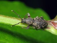 Otiorhynchus fullo