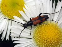 Stenurella bifasciata