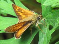Ochlodes sylvanus