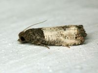 Notocelia roborana