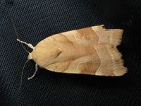 Noctua fimbriata